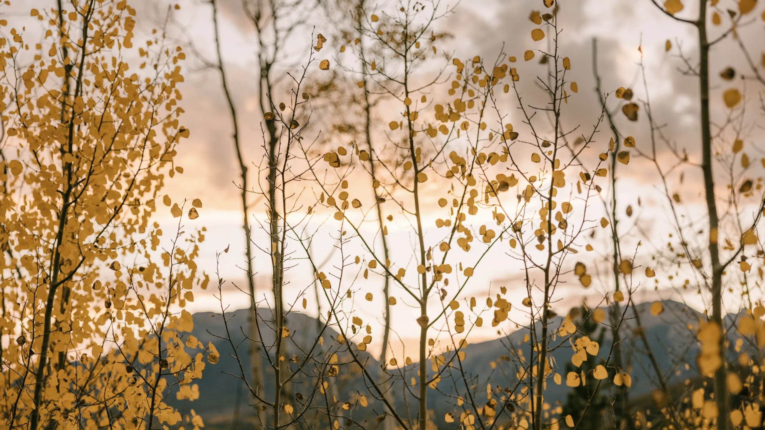 Álamos en otoño bajo el cielo de montaña en Silverthorne